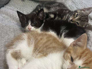 Mixed Breed cats Kittens Looking for a forever family - Advert 3