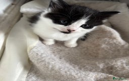 British Shorthair cats for sale: Two litters. 3 tabbies 4 fluffy black and white - Image 8