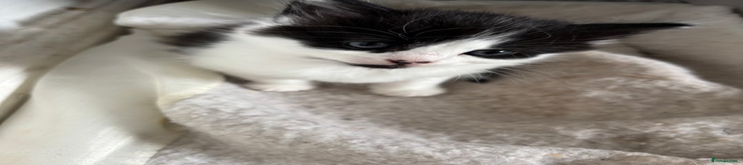 Super Fluffy black and white 
