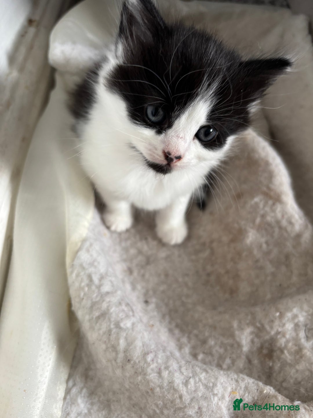 British Shorthair cats for sale: Two litters. 3 tabbies 4 fluffy black and white - Image 8