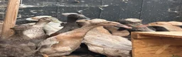 Ducks poultry for sale: Crested runner ducks  - Advert 4