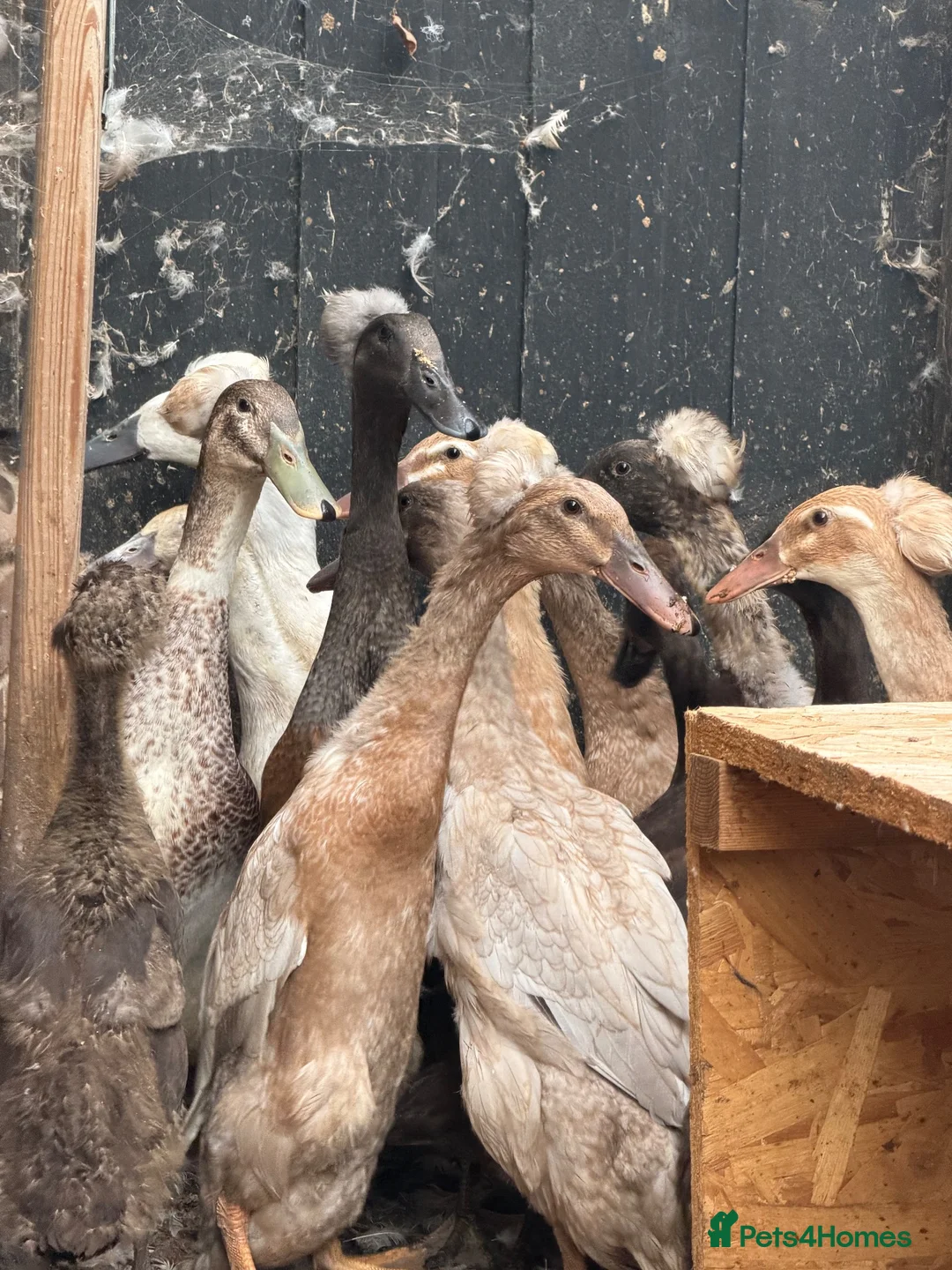 Ducks poultry for sale: Crested runner ducks  - Advert 4