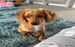 Mixed Breed dogs for sale: Glyn  - Image 2