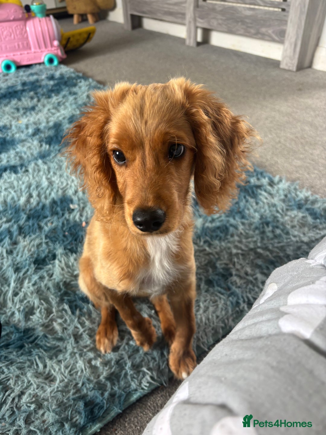 Mixed Breed dogs for sale: Glyn  - Image 2