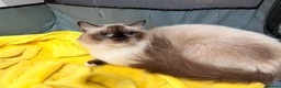 Ragdoll cats for sale: 🐾 GCCF Registered Ragdoll Boys ✨ Champion Lines - Advert 29