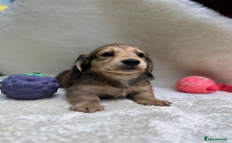 Miniature Dachshund dogs - Advert 8