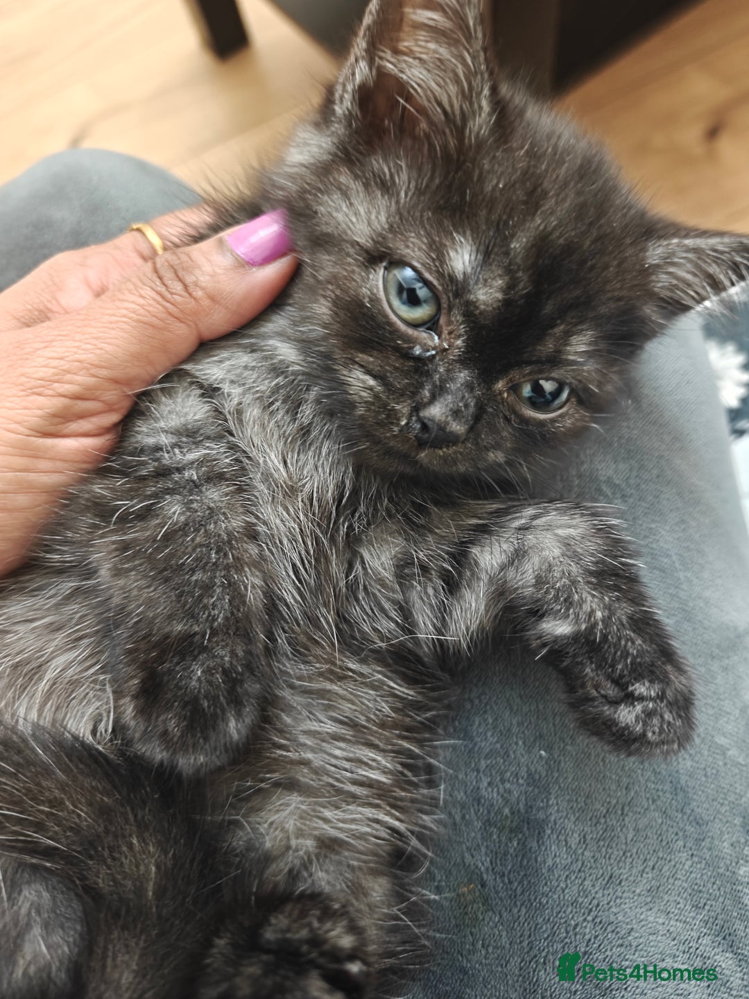 Mixed Breed cats for sale: Kittens and cat  - Advert 5