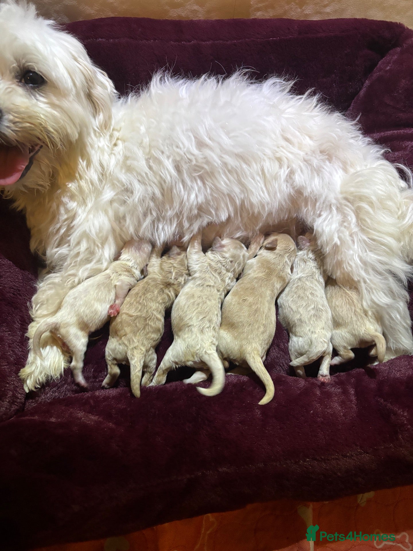 Maltipoo dogs Tiny miracle maltipoo  - Advert 4
