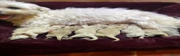 Maltipoo dogs for sale: Tiny miracle maltipoo  - Advert 1