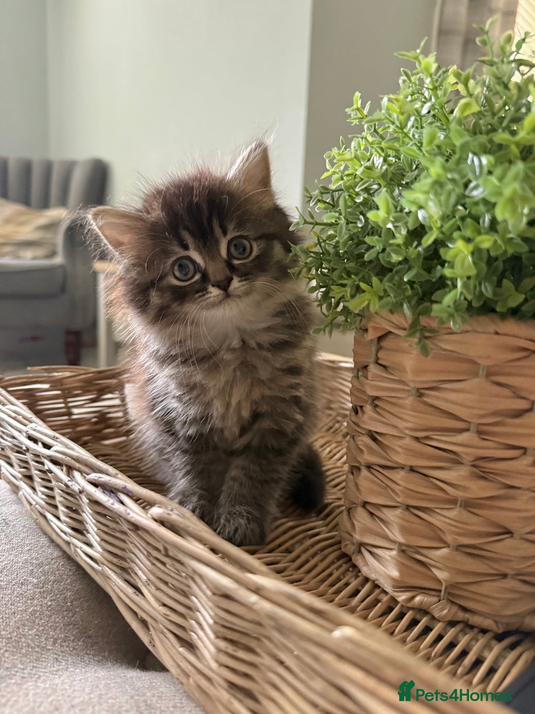 Persian cats for sale: Beautiful 1/2 Persian kittens (2girls 1 boy) - Image 23
