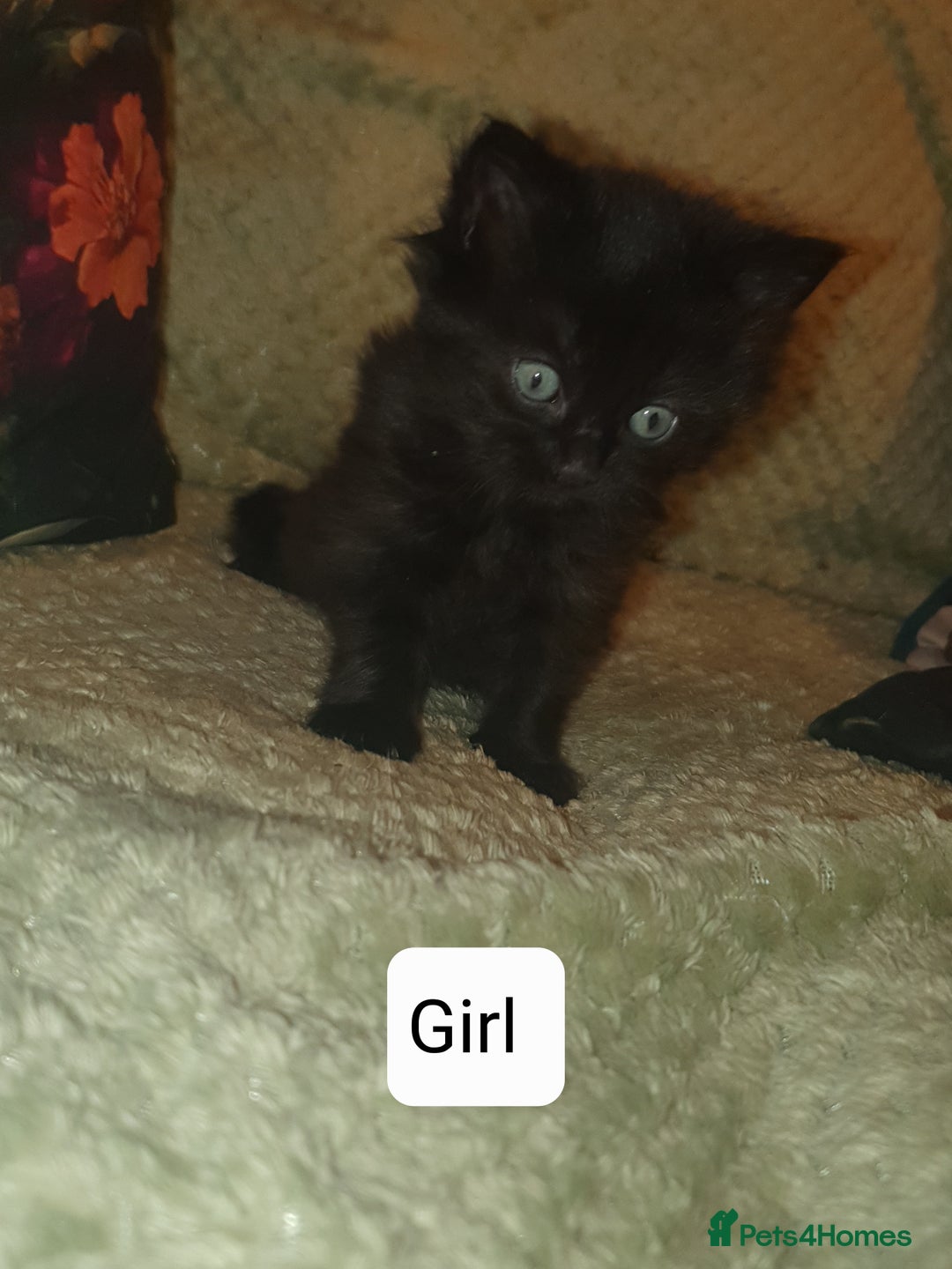 British Shorthair cats for sale: Beautiful kittens for sale  - Advert 3