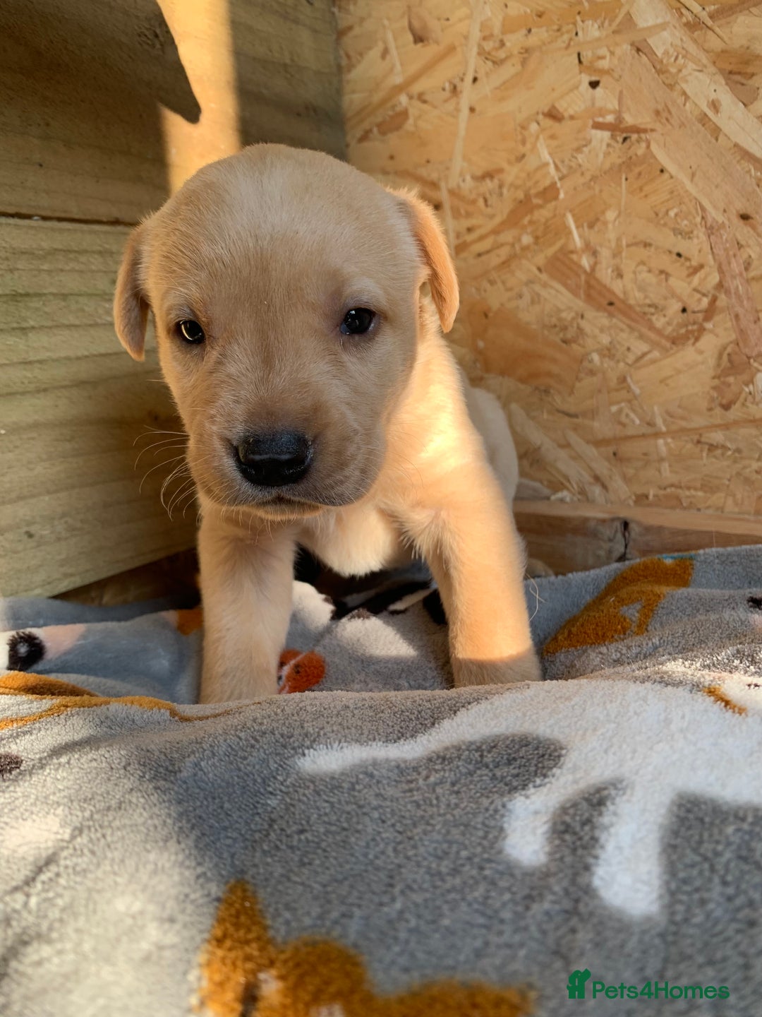 Labrador Retriever dogs for sale: Fox Red Labrador Puppies for sale  in Cumnock - Image 10