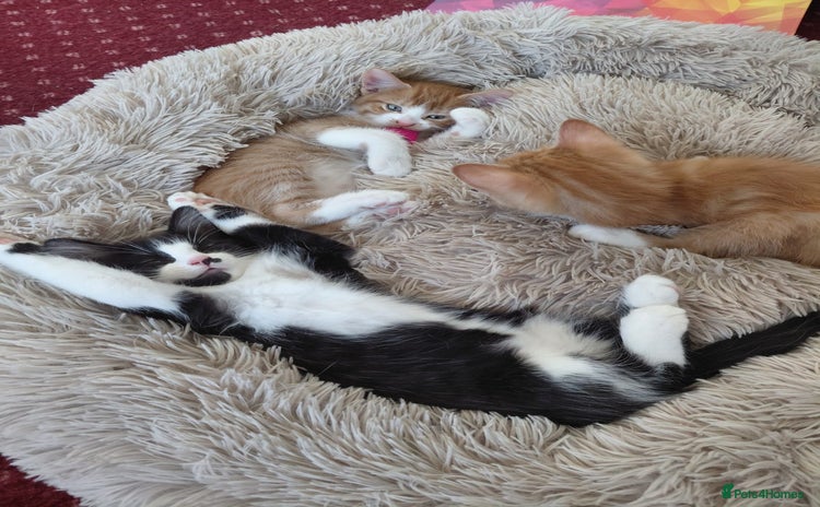 Maine Coon cats - Advert 1