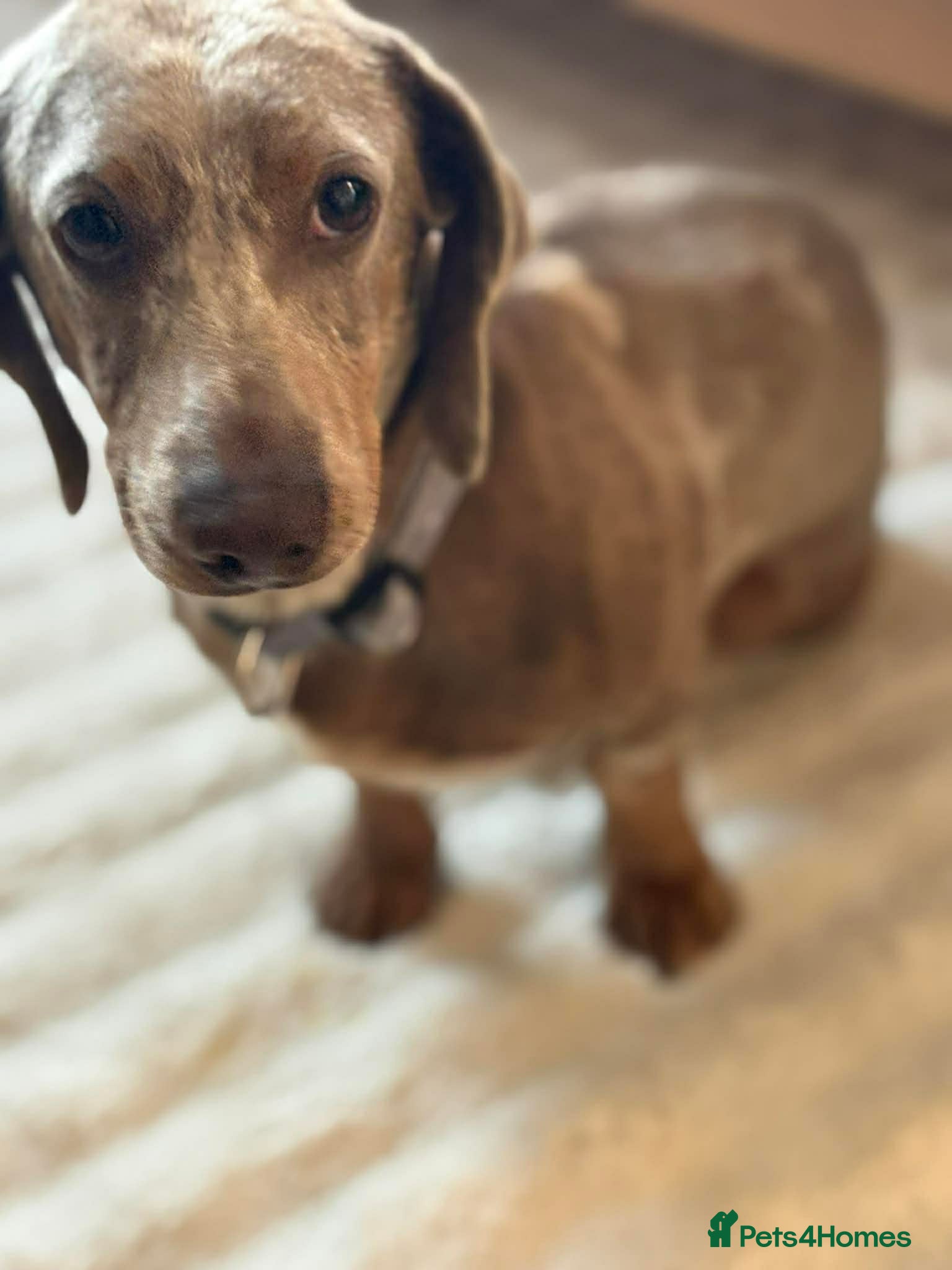 Miniature Dachshund dogs Gorgeous miniature dachshund for stud  - Advert 1