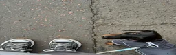 Miniature Dachshund dogs for sale: MALE Miniture Dachshund - Advert 3