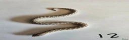 Snake reptiles for sale: Western Hognose Babies - Normal and Axanthics - Advert 14