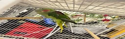 Ringnecks birds for sale: Blue ringneck and alexandrine  baby’s  - Advert 4