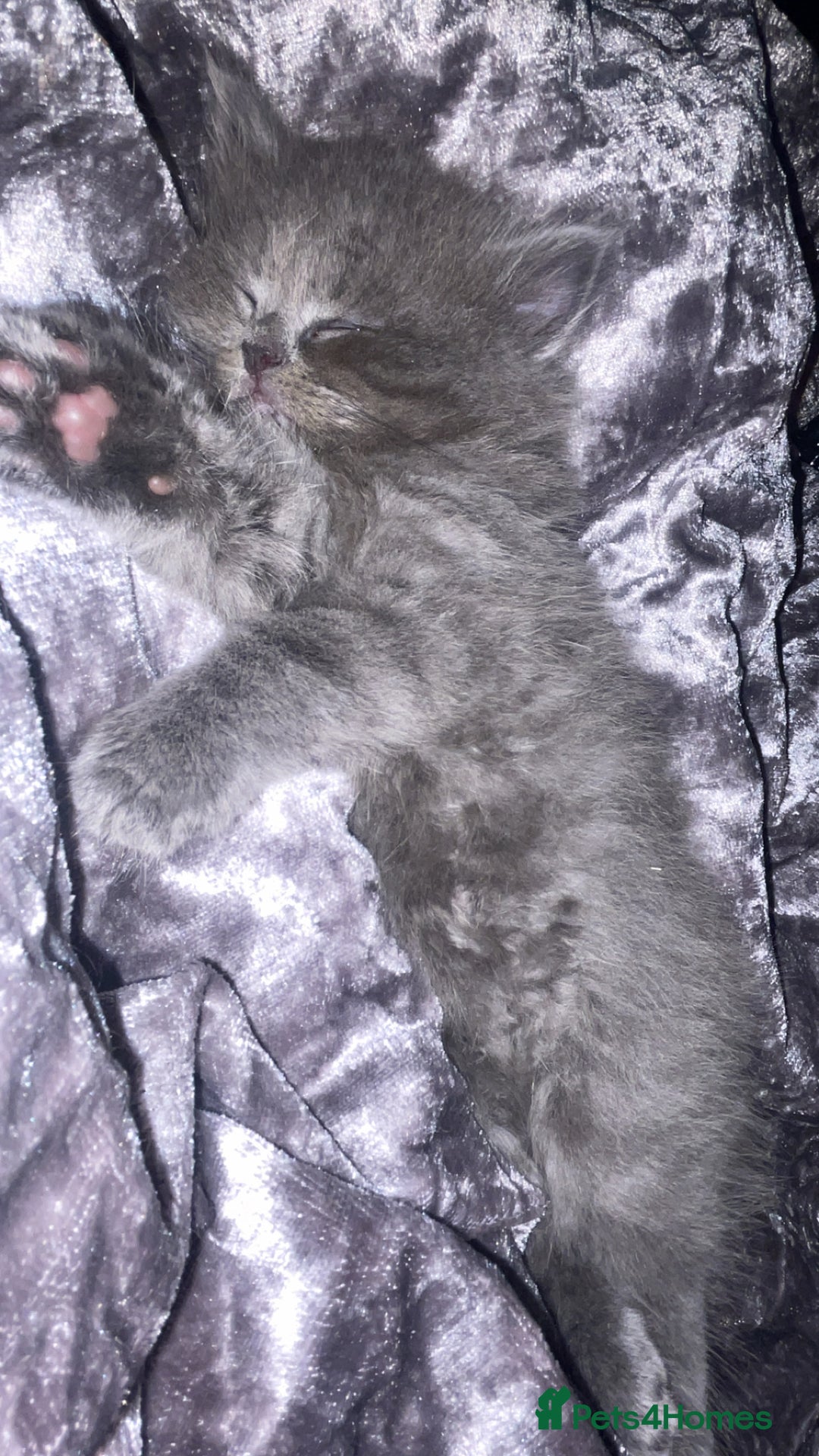 British Shorthair cats for sale: Beautiful British shorthair kittens - Image 2