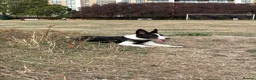 Border Collie dogs for sale: Mr ravi in London - Advert 3