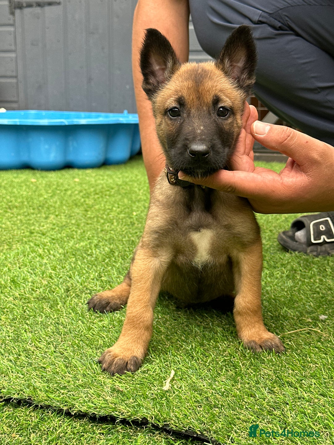 Belgian Shepherd Dog dogs for sale: Belgian malinois puppies from working dog lines  - Image 14