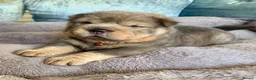Shar Pei dogs for sale: Bear Coat Shar Pei puppies - Advert 6