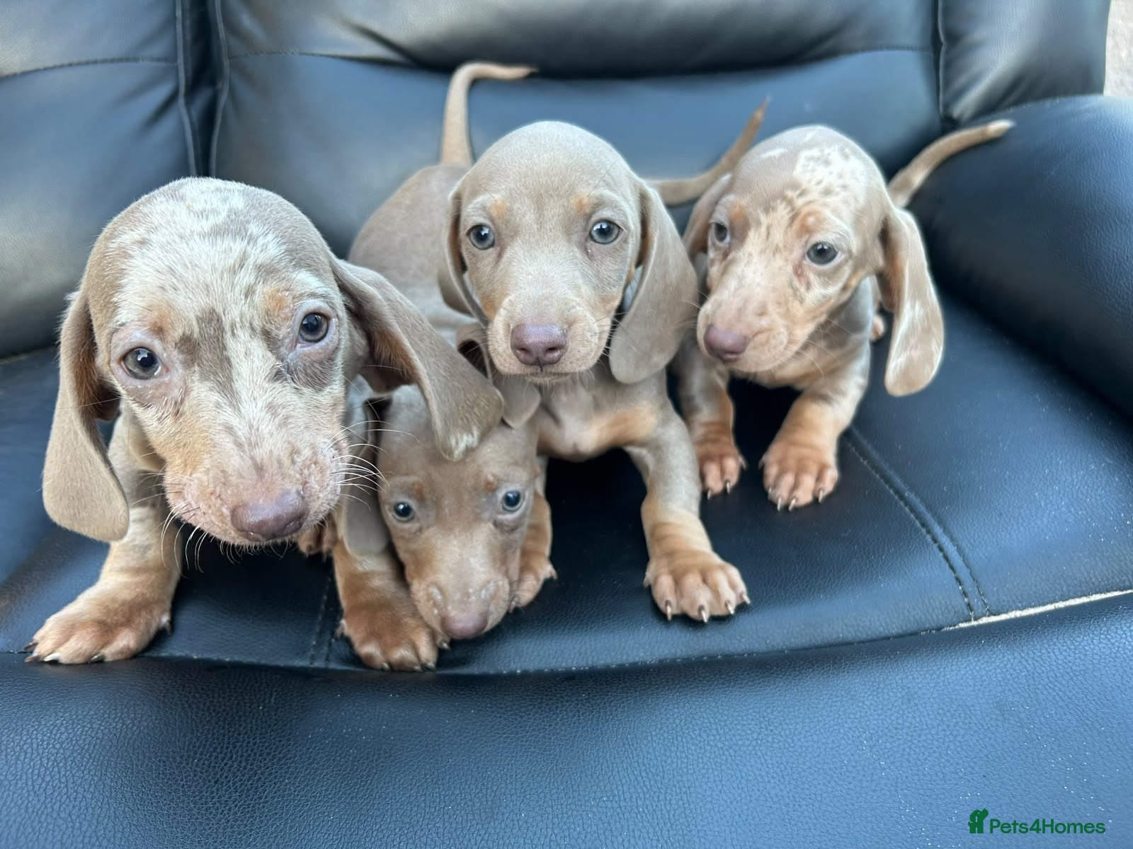 Dachshund dogs Mini silver/marble dachshunds  - Advert 1