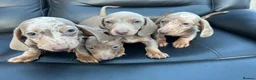 Dachshund dogs for sale: Mini silver/marble dachshunds  - Advert 1