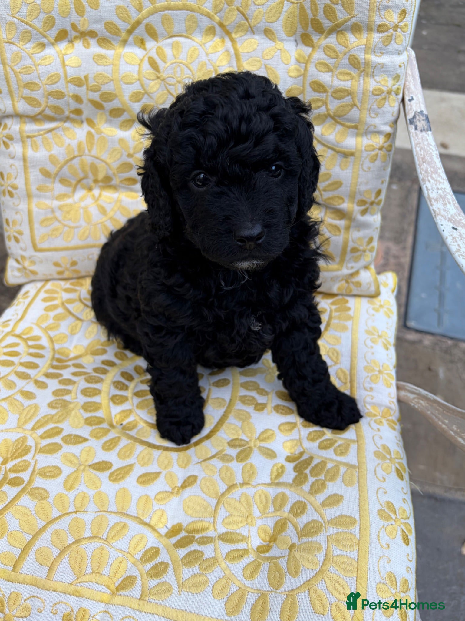 Goldendoodle dogs Cotswold Miniature/Toy Goldendoodles, All Colours - Advert 1