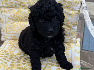Goldendoodle dogs Cotswold Miniature/Toy Goldendoodles, All Colours - Advert 1