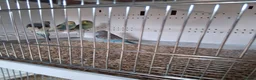Budgerigars birds for sale: Budgies in Wigan - Advert 5