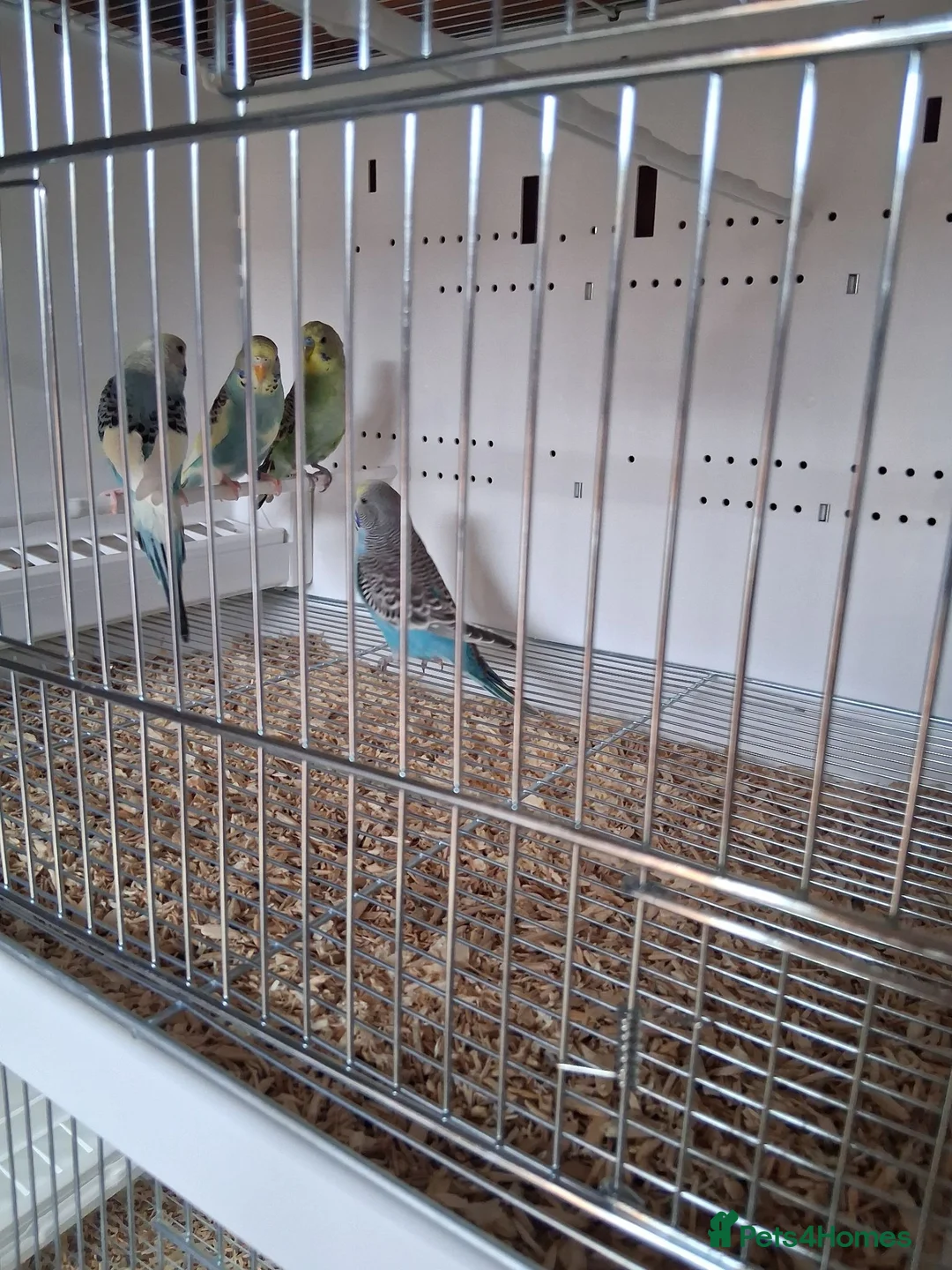 Budgerigars birds for sale: Budgies in Wigan - Advert 5