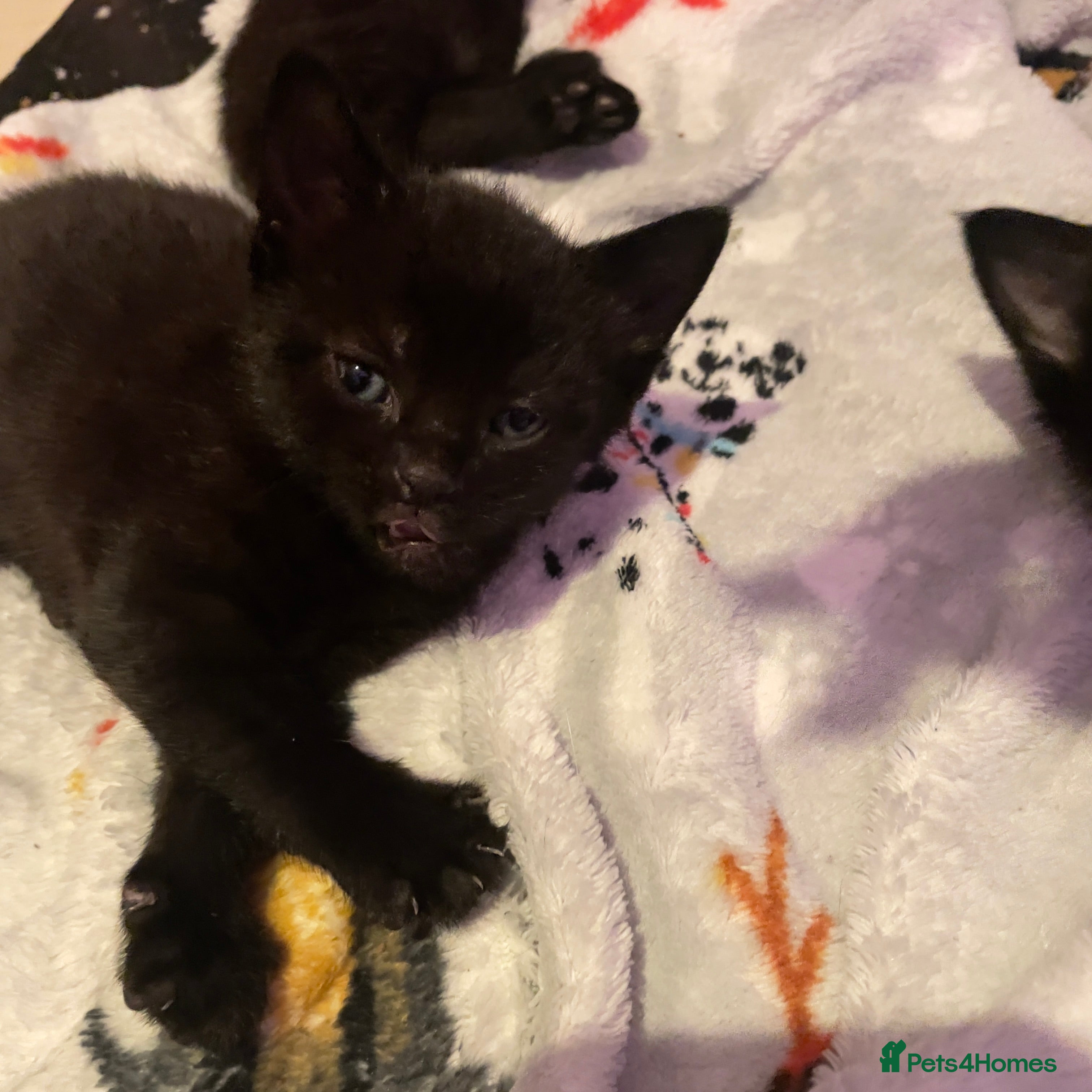 Domestic Shorthair cats 4 black 1 tabby  - Advert 3
