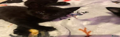 Domestic Shorthair Kitten 5