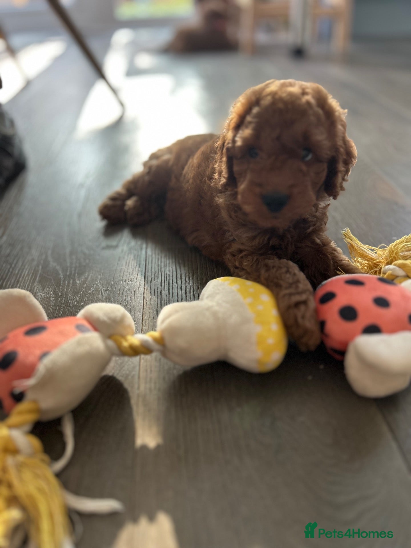 Cavapoo dogs for sale: F1B Cavapoo Puppies-2 Boys & 2 Girls–Ready 9th Nov - Advert 1