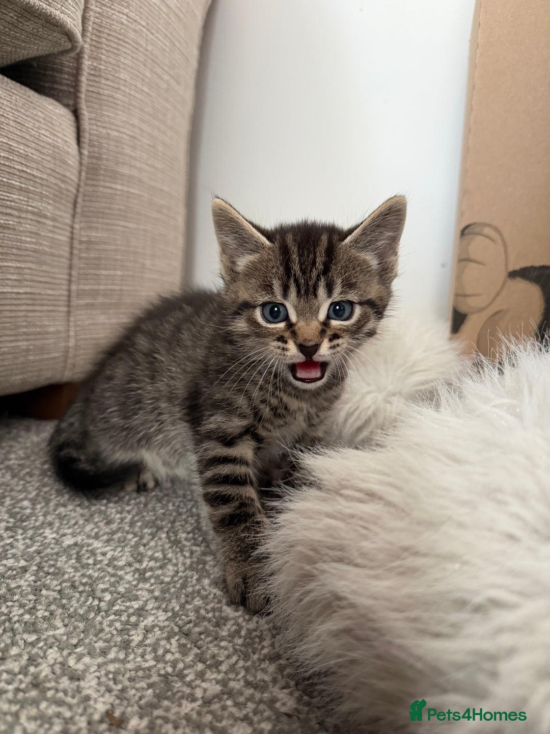 Mixed Breed cats for sale: Male and female must go together  - Advert 11