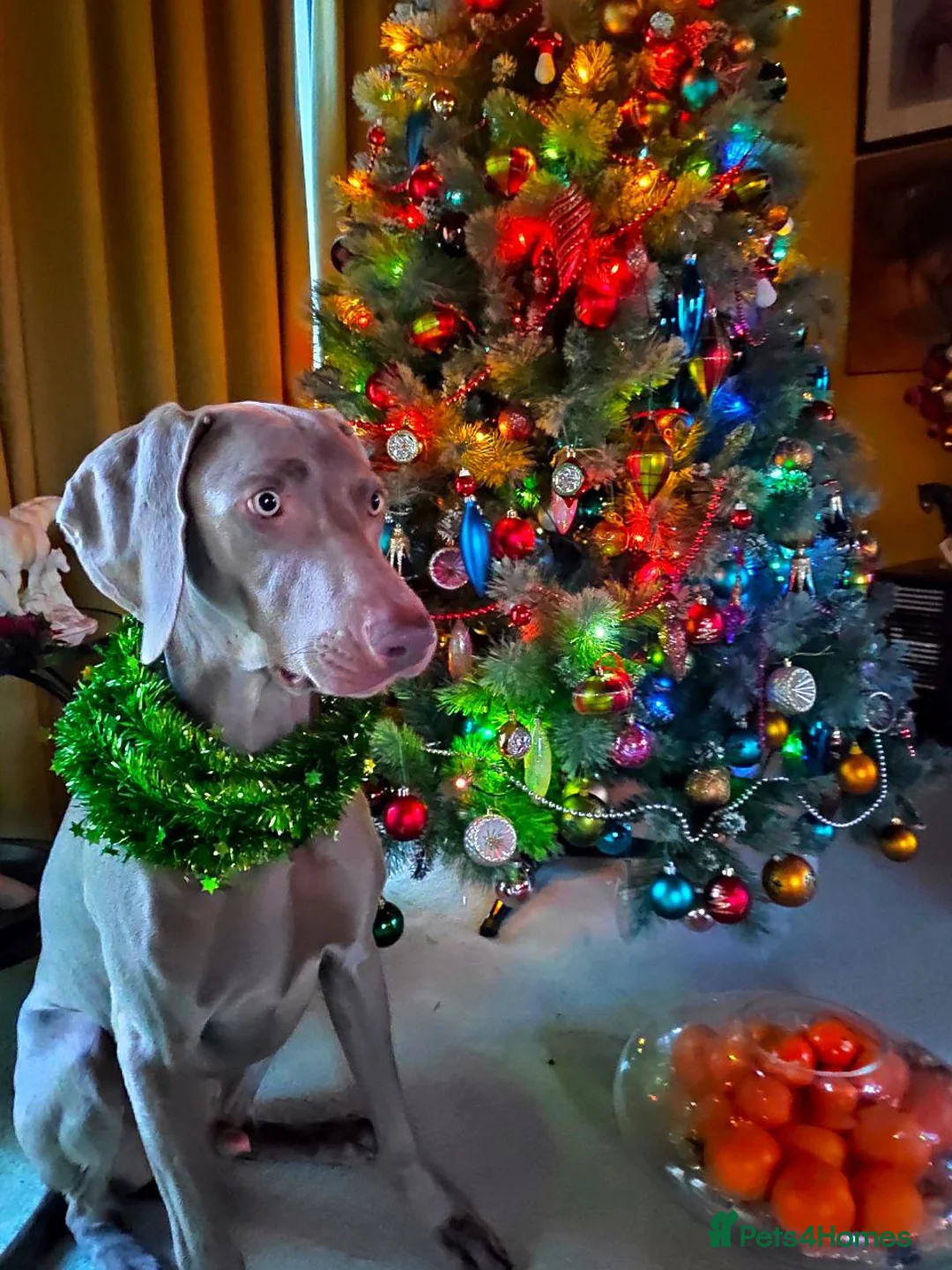 Weimaraner dogs for stud: 🔥super stud🔥Hipscored🔥KC reg in Woodbridge - Advert 40