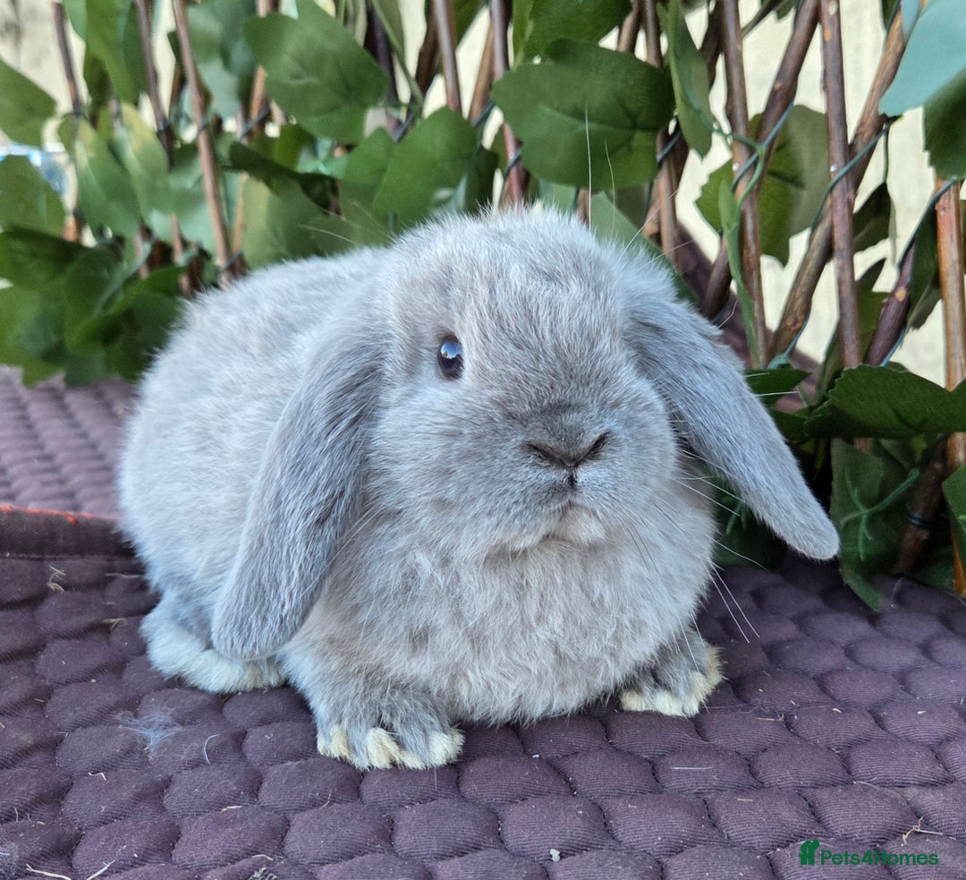 Mini Lop rabbits for sale: Pure mini lop babies  - Advert 8