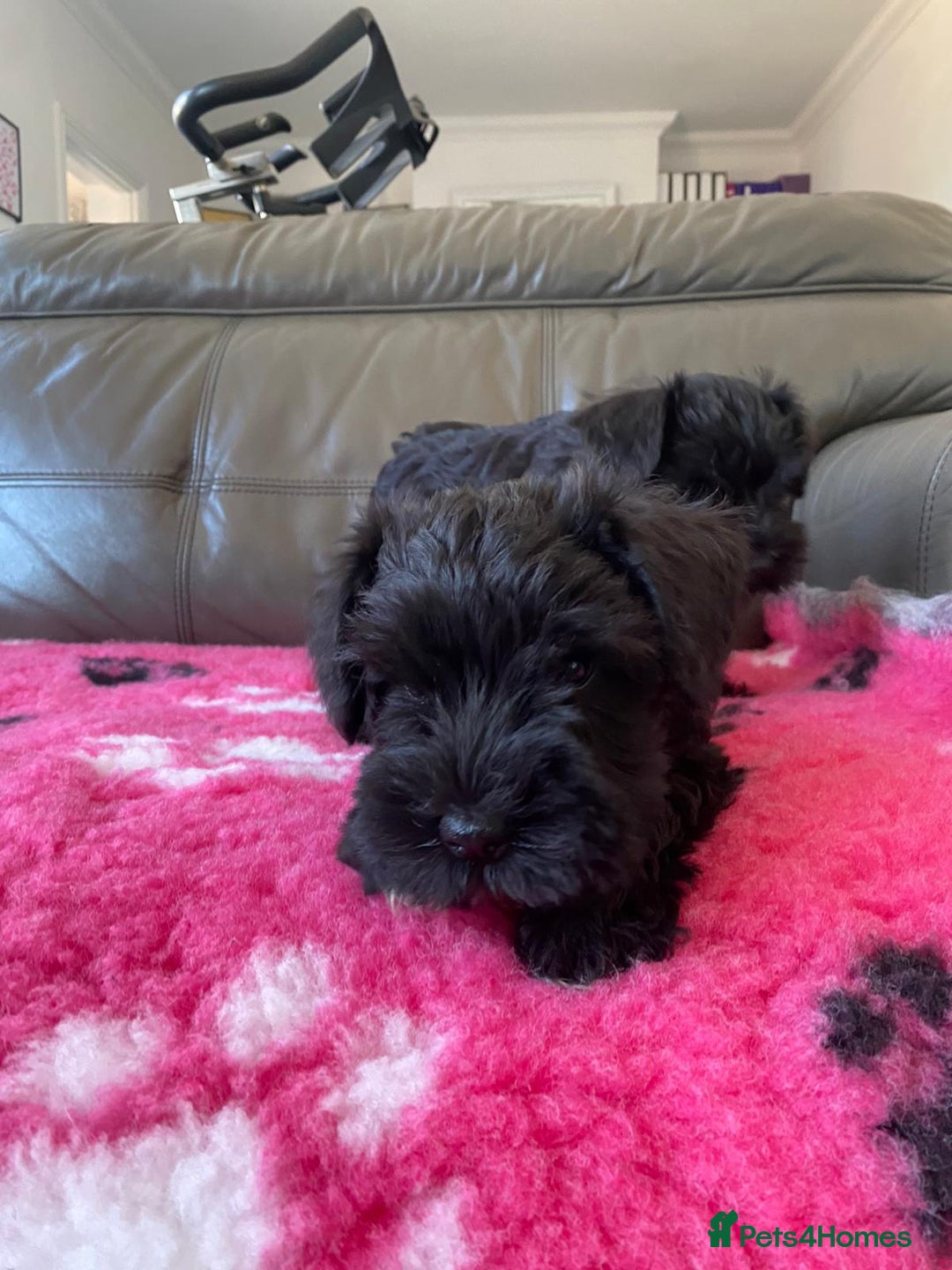 Miniature Schnauzer dogs for sale: Reduced. Miniature Schnauzer black pups. KC & MAC  - Image 9