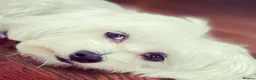Maltese dogs for sale: ADORABLE TOY MALTESE PUPPIES 3 GIRLS & 2 BOYS 🐾 - Advert 5