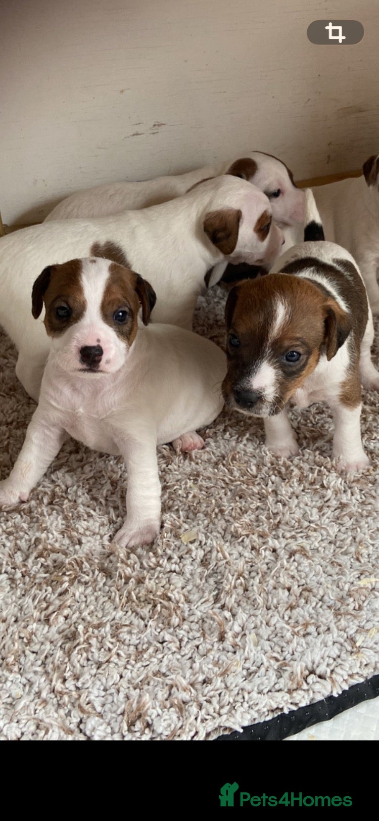 Jack Russell dogs 3 out of our 7 beautiful jack Russell puppies  - Advert 3