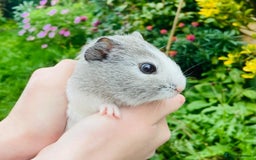 Guinea Pig rodents for sale: Adorable baby Guinea pigs - Image 4