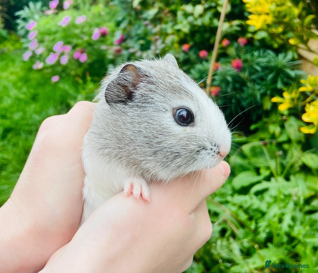 Guinea Pig rodents for sale: Adorable baby Guinea pigs - Image 4