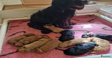 Cockapoo dogs - Advert 2