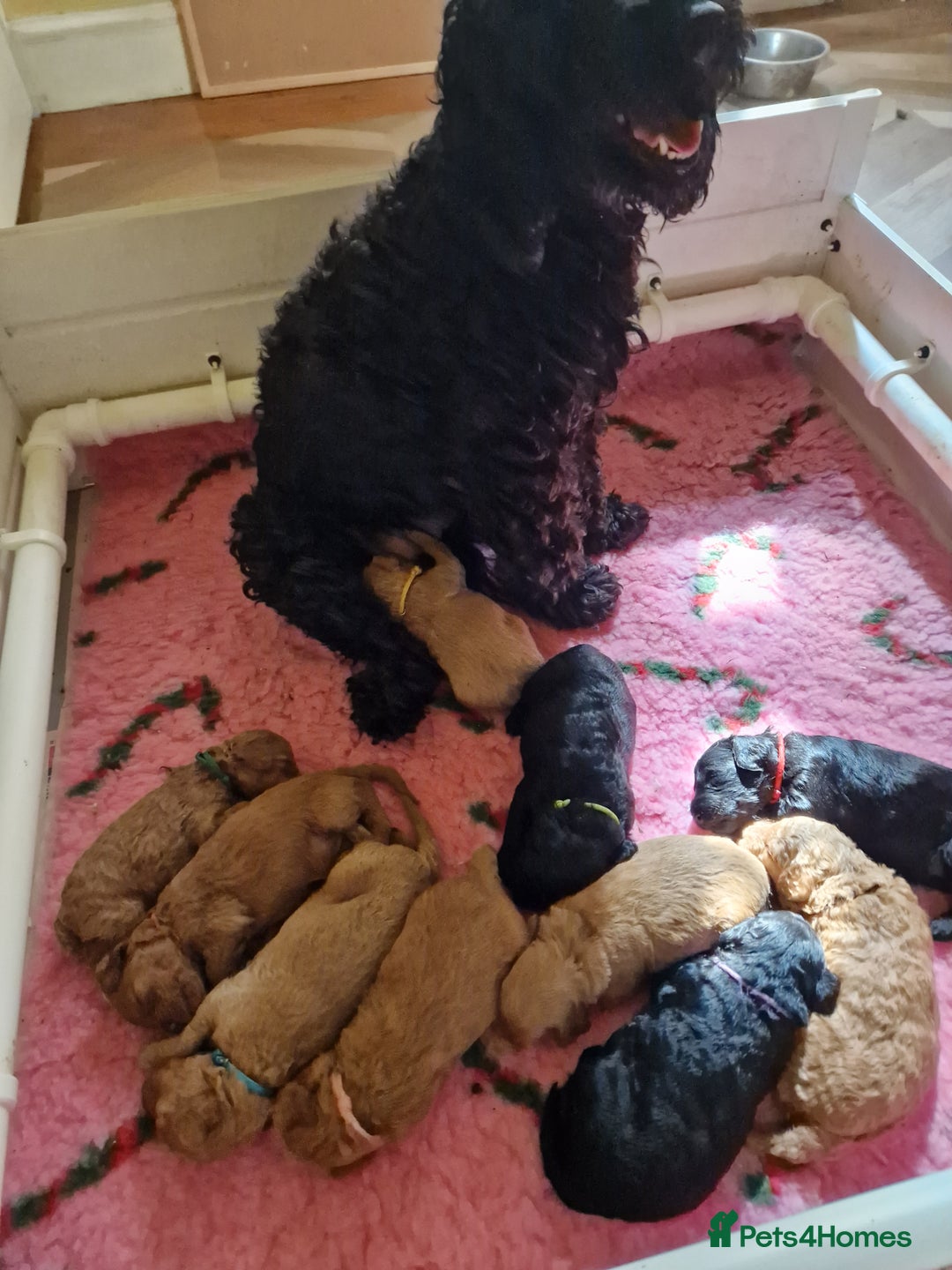 Cockapoo dogs for sale: SIMPLY UNIQUE SHOW TYPE F1 COCAPOOS - Image 2