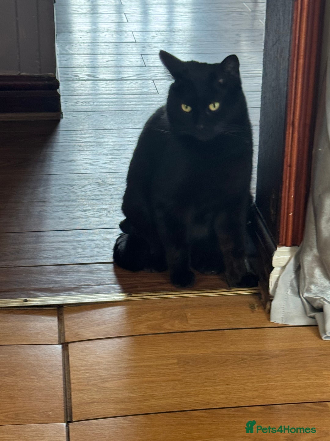 Mixed Breed cats for sale: Black Cat For Rehoming  - Advert 2