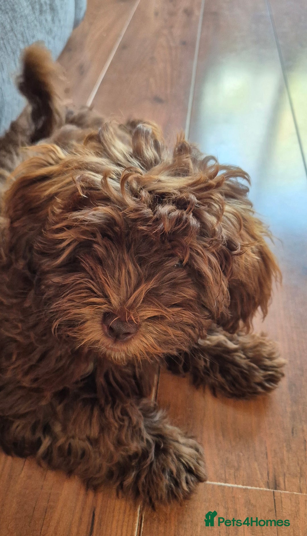 Shihpoo dogs for sale: Shihpoo female for rehoming  - Image 4
