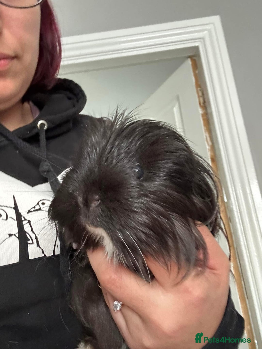 Guinea Pig rodents for sale: Rescue guinea pigs looking for new homes  - Advert 3