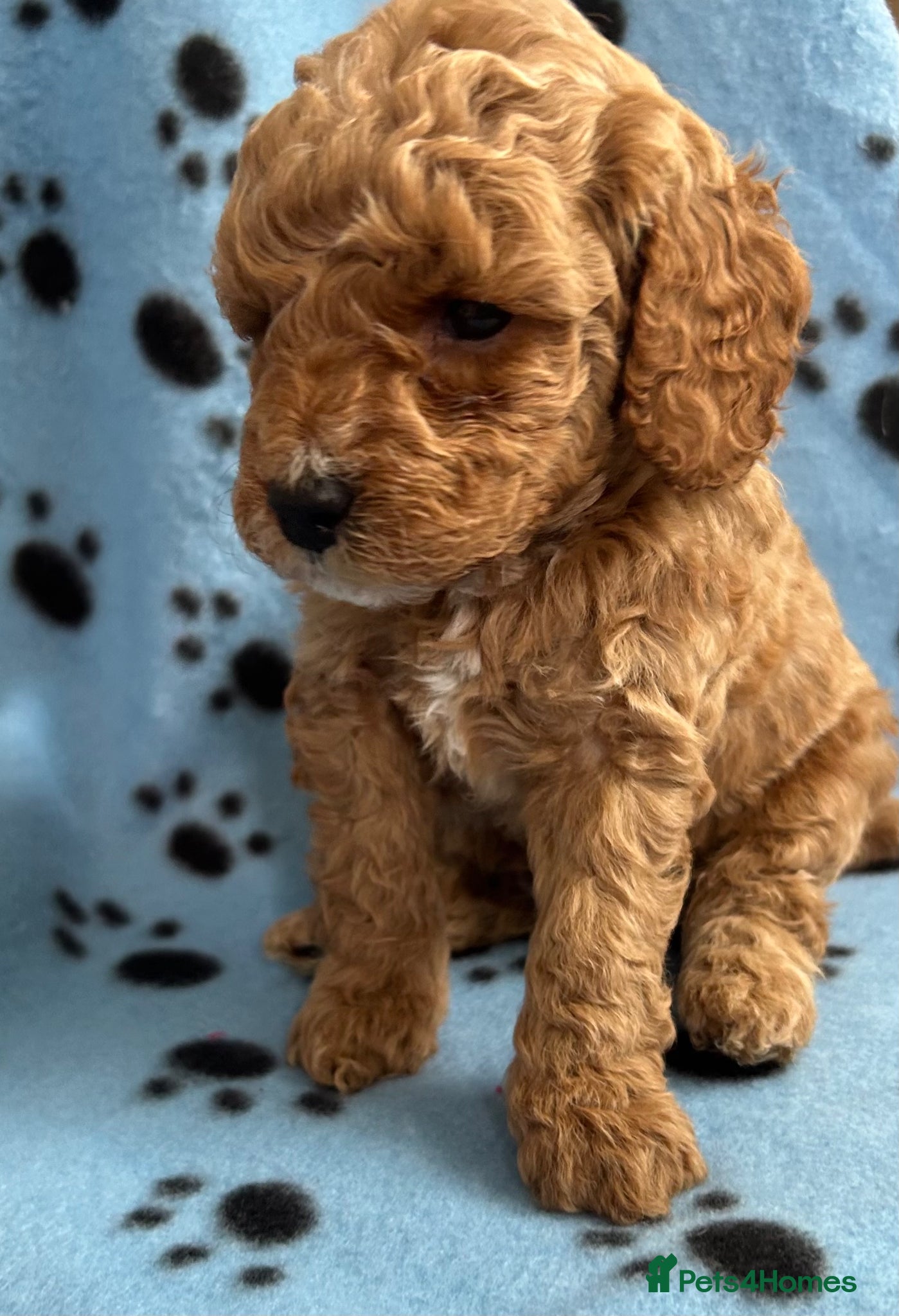 Cockapoo dogs F1b puppies 2 boys 2 girls available  - Advert 16