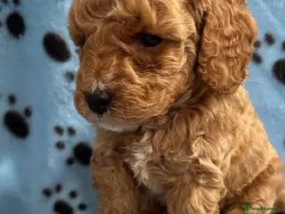 Cockapoo dogs F1b puppies 2 boys 2 girls available - Advert 4