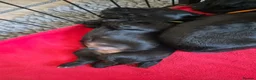 Cocker Spaniel dogs for sale: Working cocker spaniel girl - Advert 9